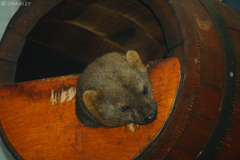 zoo-berlin2010 (2).jpg